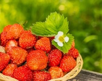 В Балаково прошел Фестиваль клубники 2019