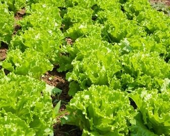 В Великобритании наблюдается дефицит салата