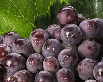 Итальянские виноградники могут получить статус Всемирного наследия ЮНЕСКО