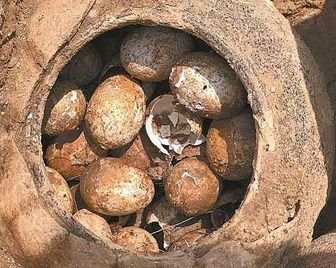 Китайские археологи обнаружили куриные яйца возрастом около 2500 лет