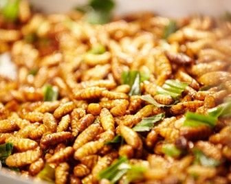 Анджелина Джоли рекомендует есть насекомых