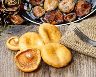 Россия может накормить грибами полмира