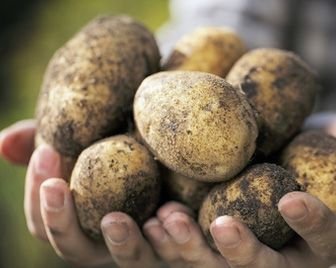 НАСА выращивает картошку в условиях, приближенных к марсианским